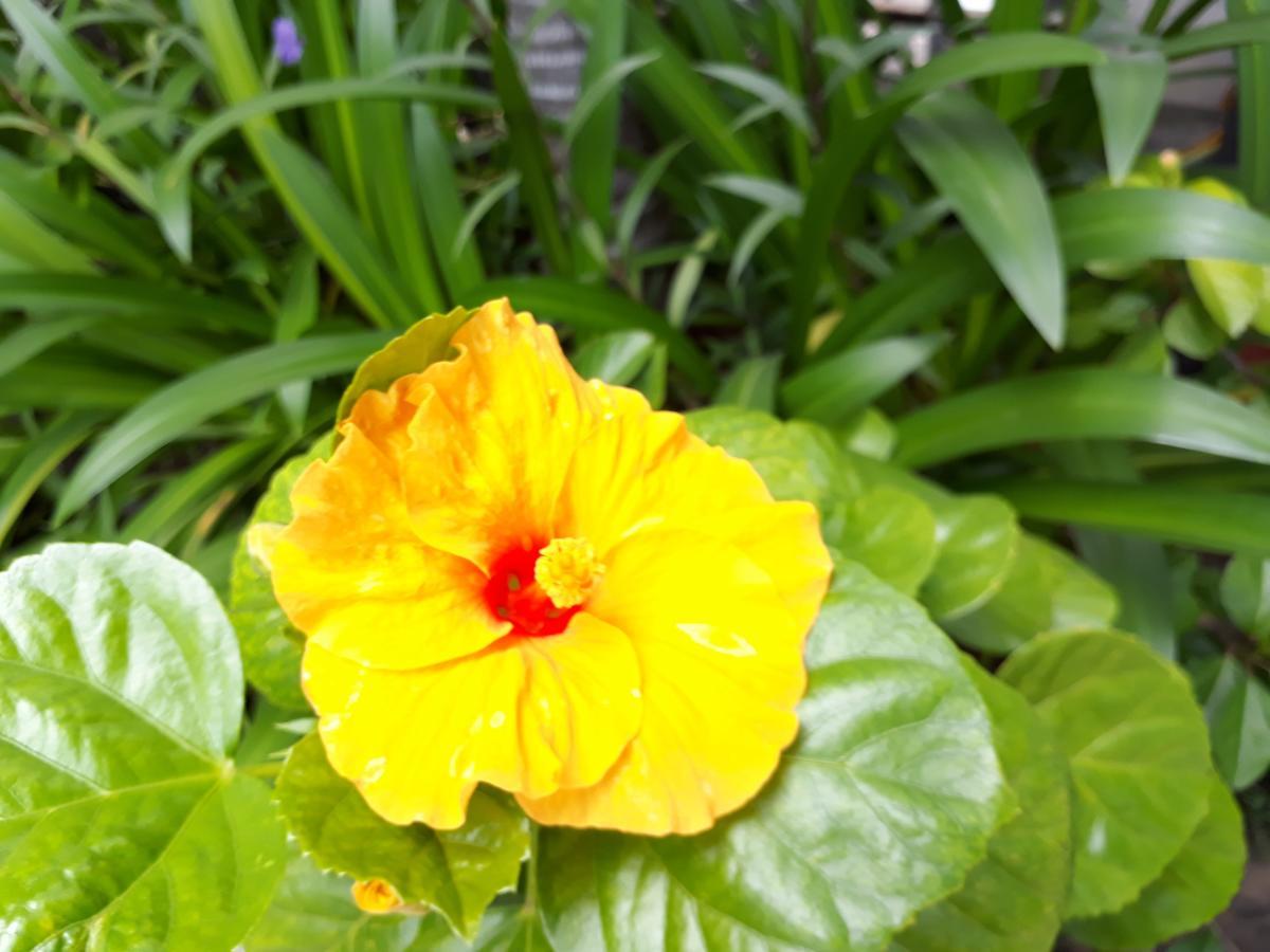 Nhi Trung Hotel Hoi An Dış mekan fotoğraf
